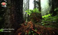 foto-cografya-ayder-yaylasi-rize-izle-video