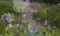 anadolu-cicekleri-02-izle-video